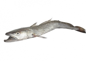 Merluza