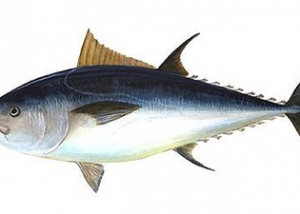 atun