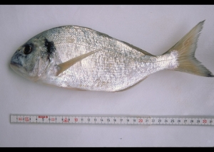 dorada