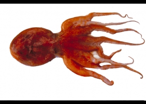 pulpo-cabezudo